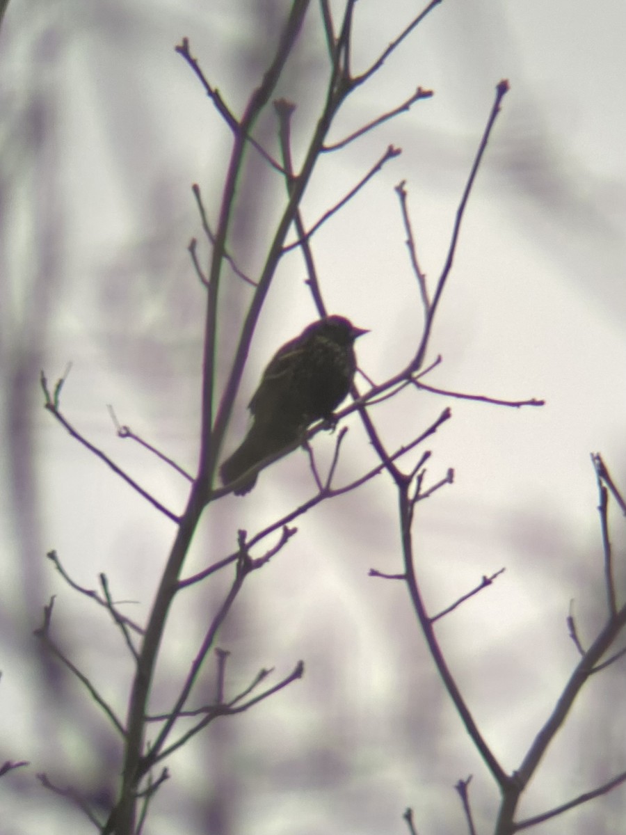 Red-winged Blackbird (Red-winged) - ML616607368
