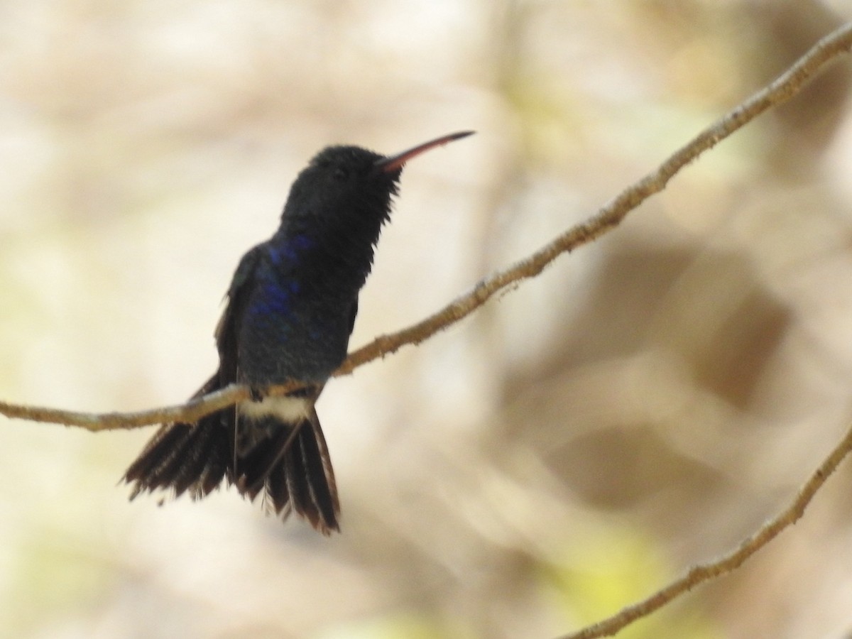 kolibřík safírovobřichý - ML616607383
