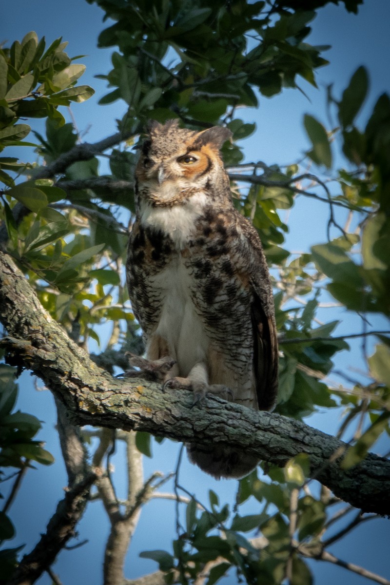 Great Horned Owl - ML616607393