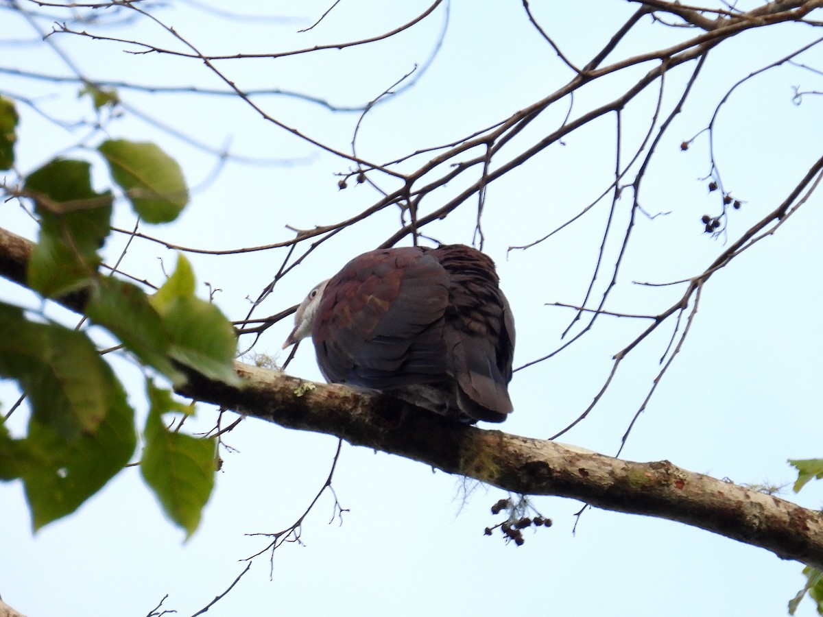 Mountain Imperial-Pigeon - ML616607412