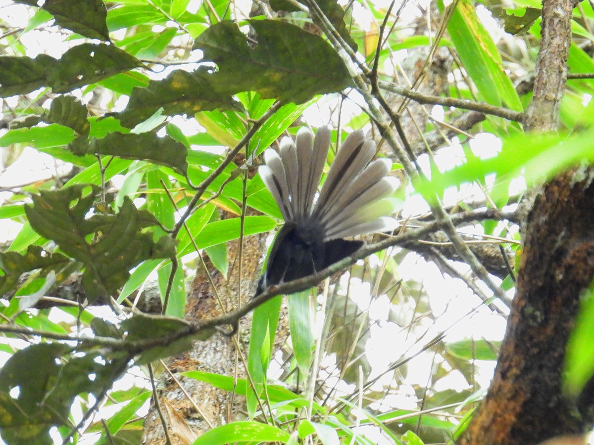 White-throated Fantail - ML616607435