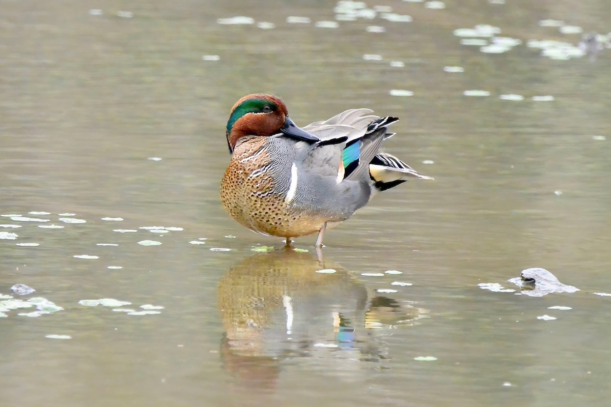 Green-winged Teal - ML616607485