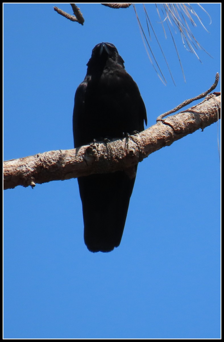American Crow - ML616607528
