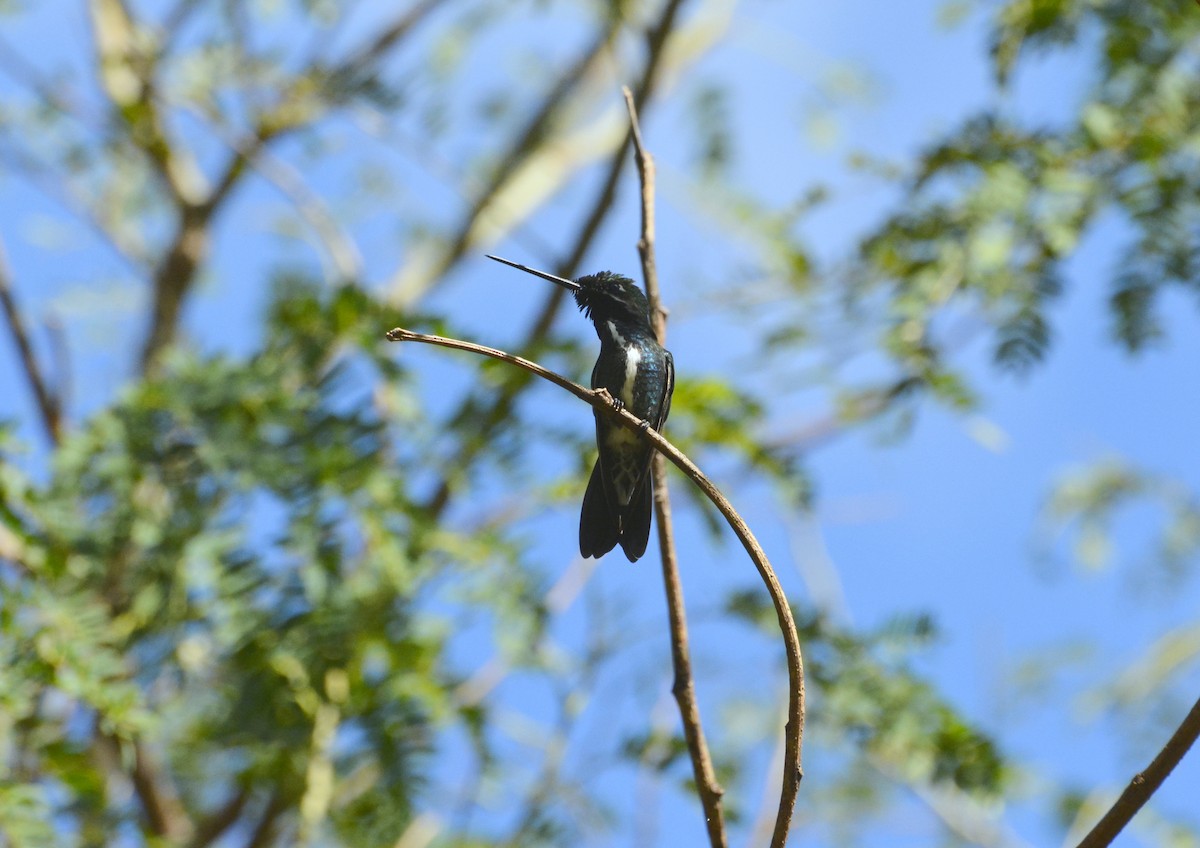 kolibřík fialovolímcový - ML616607531