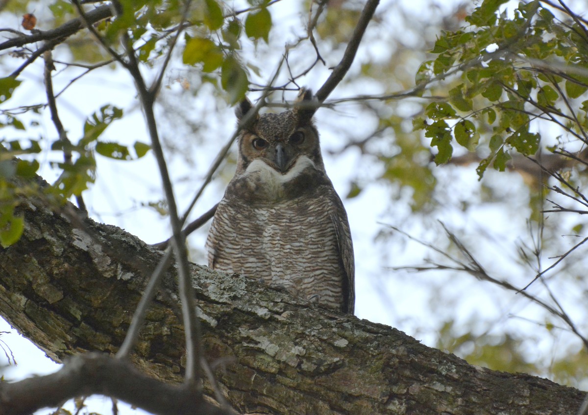 Great Horned Owl - ML616607582