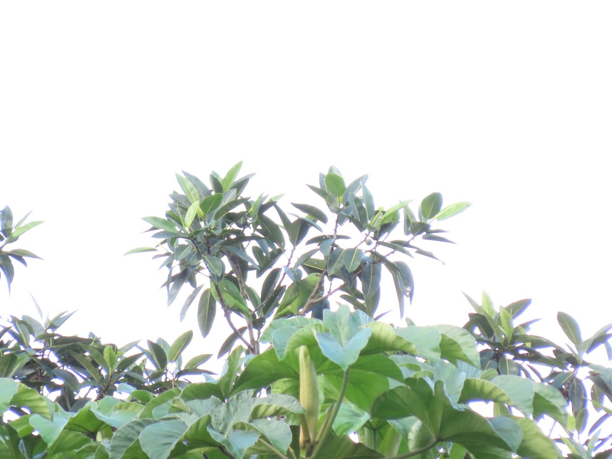 Short-tailed Parrot - ML616607589