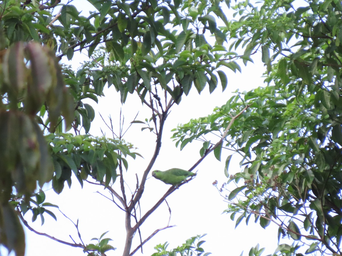 Short-tailed Parrot - ML616607591