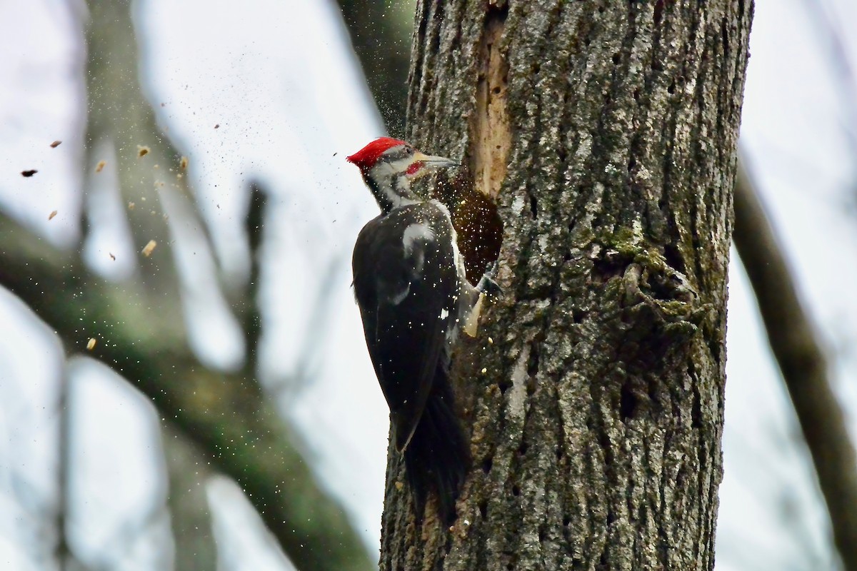 Pileated Woodpecker - ML616607596