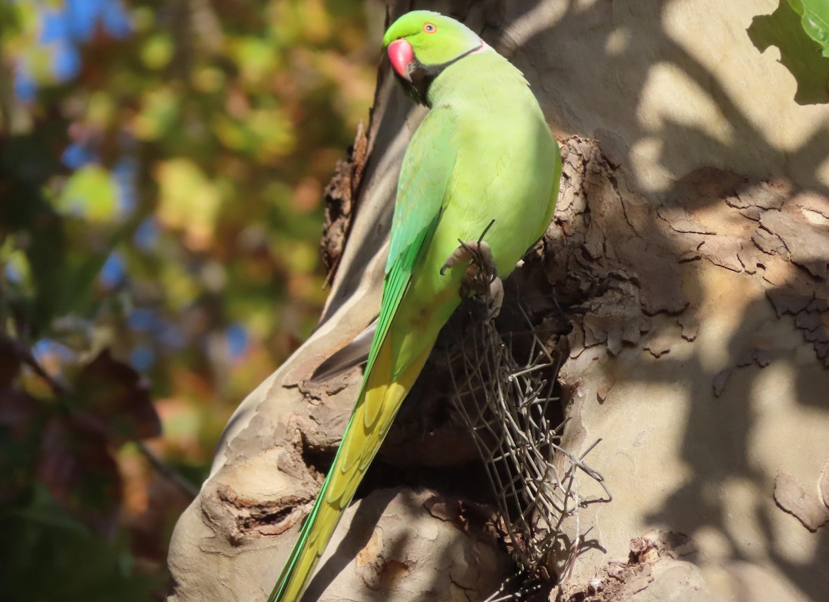Yeşil Papağan - ML616607597