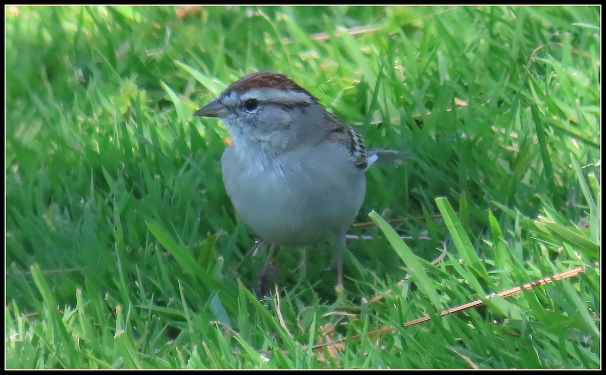 Chipping Sparrow - ML616607622