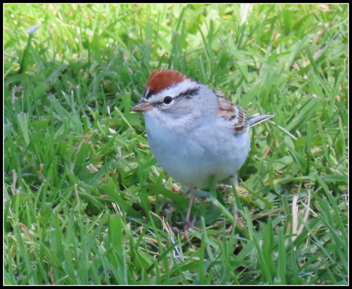 Chipping Sparrow - ML616607624