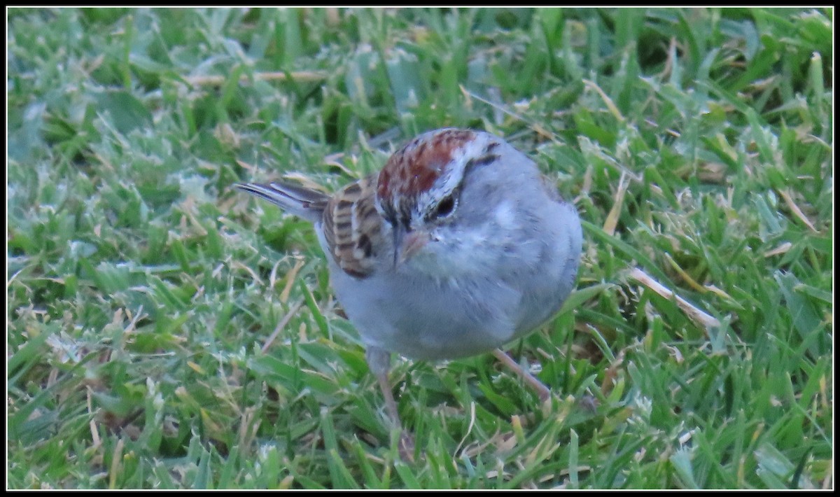 Chipping Sparrow - ML616607626