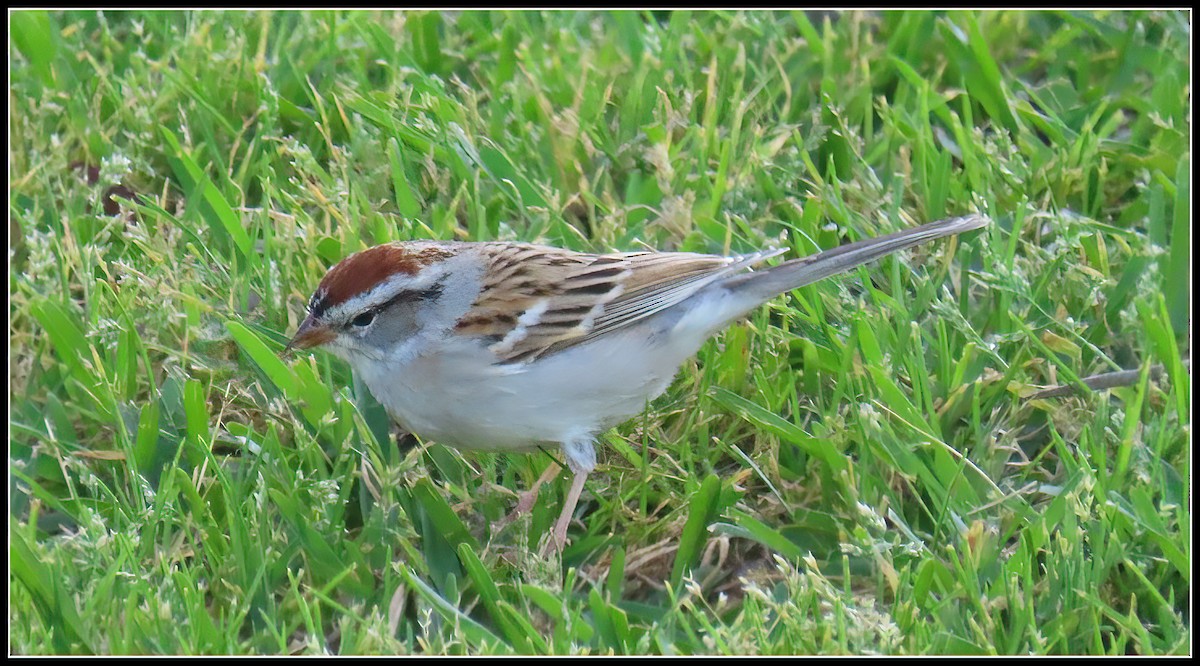 Chipping Sparrow - ML616607628