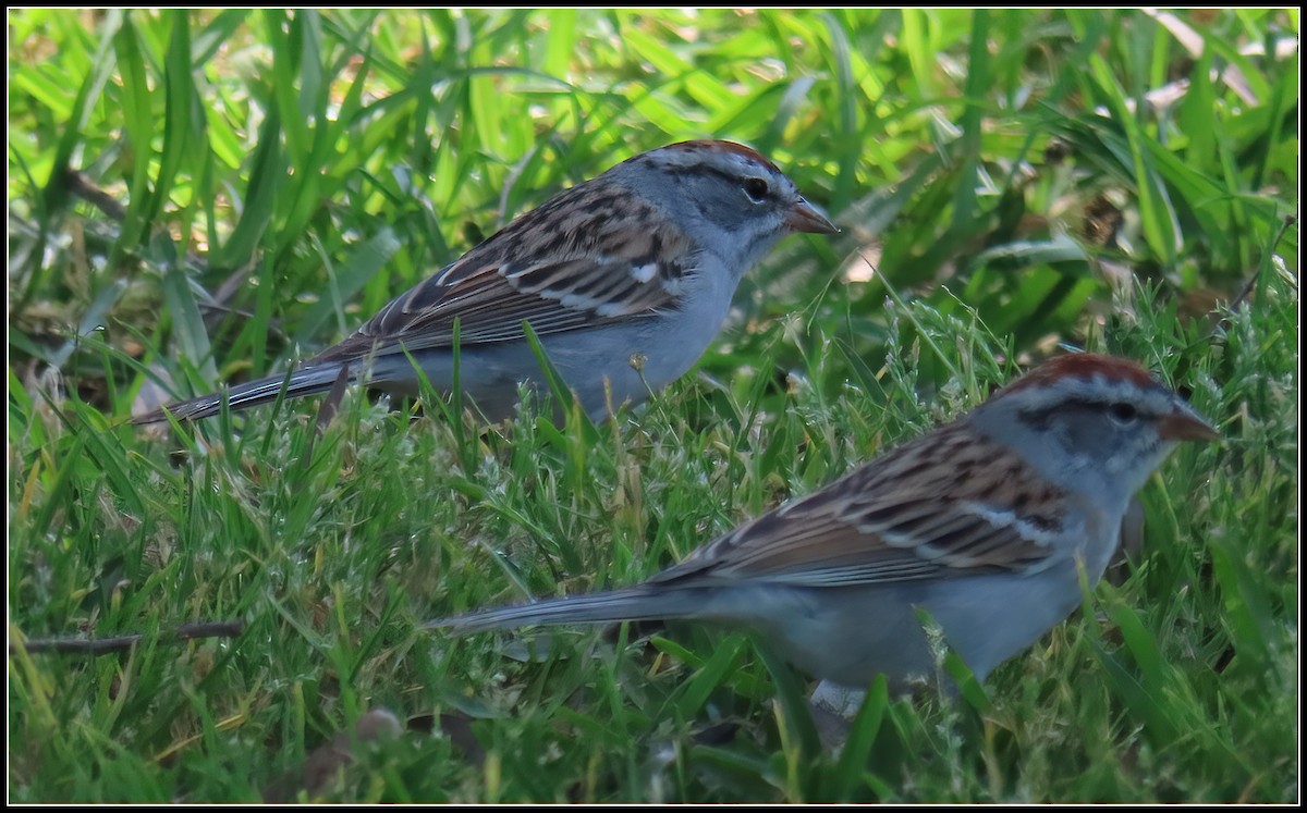 Chipping Sparrow - ML616607629
