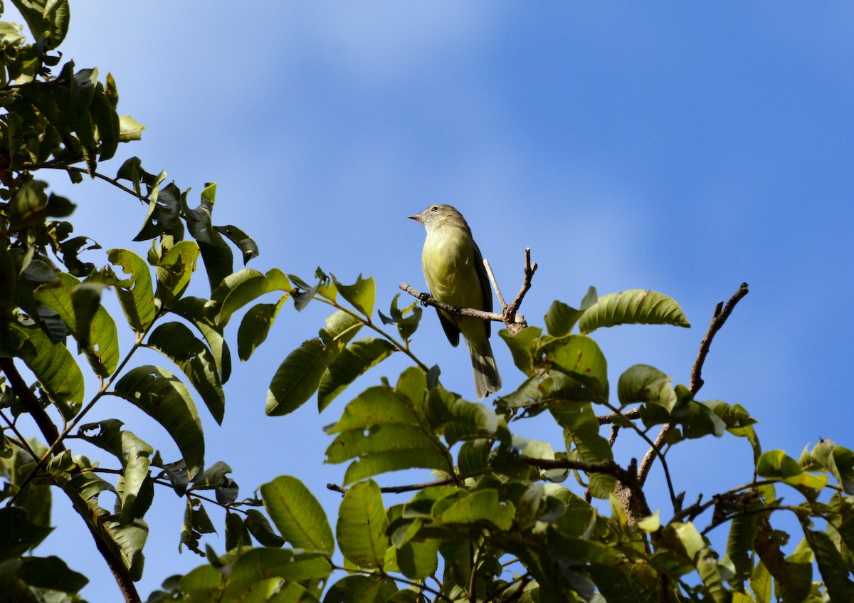 Southern Mouse-colored Tyrannulet - ML616607639