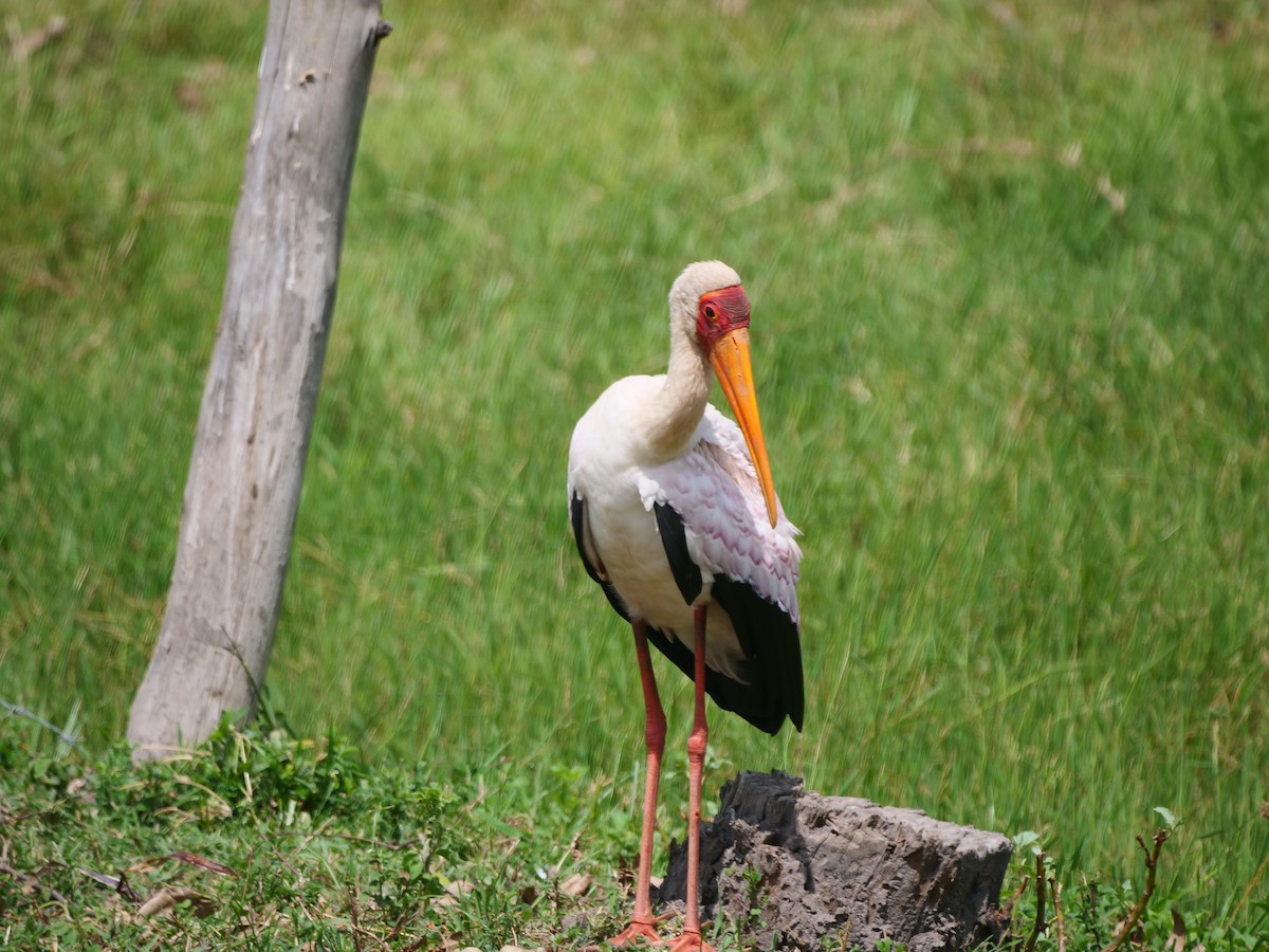 Yellow-billed Stork - Brett Hartl