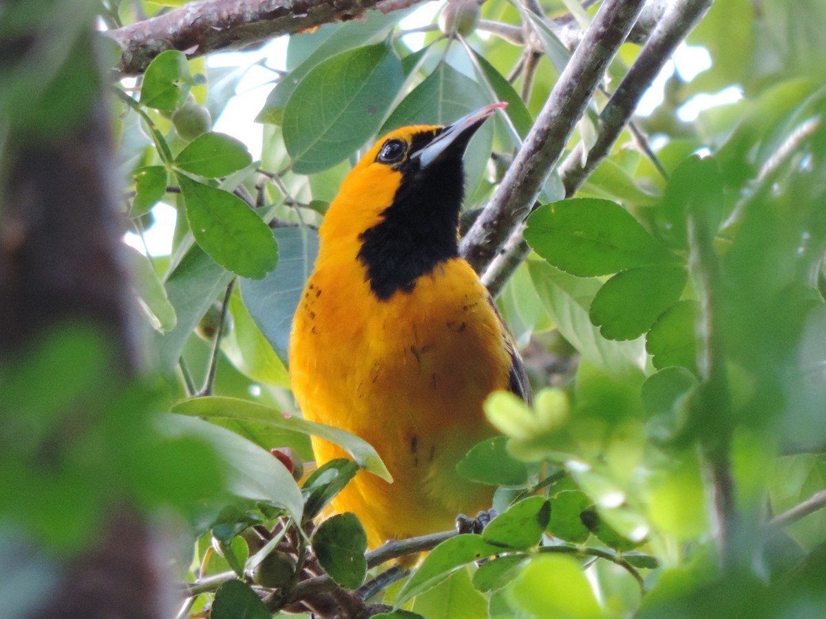 Spot-breasted Oriole - ML616607725