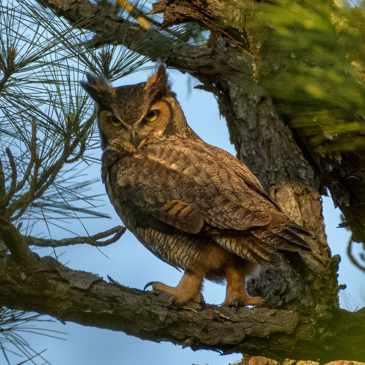 Great Horned Owl - ML616607734