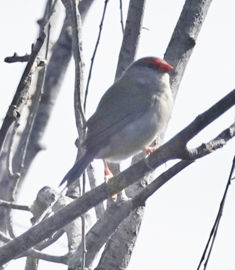Red-browed Firetail - ML616607772