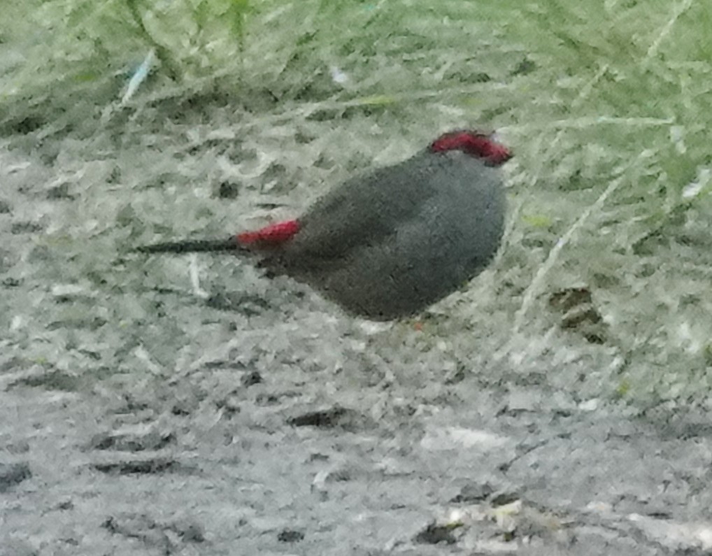 Red-browed Firetail - ML616607773