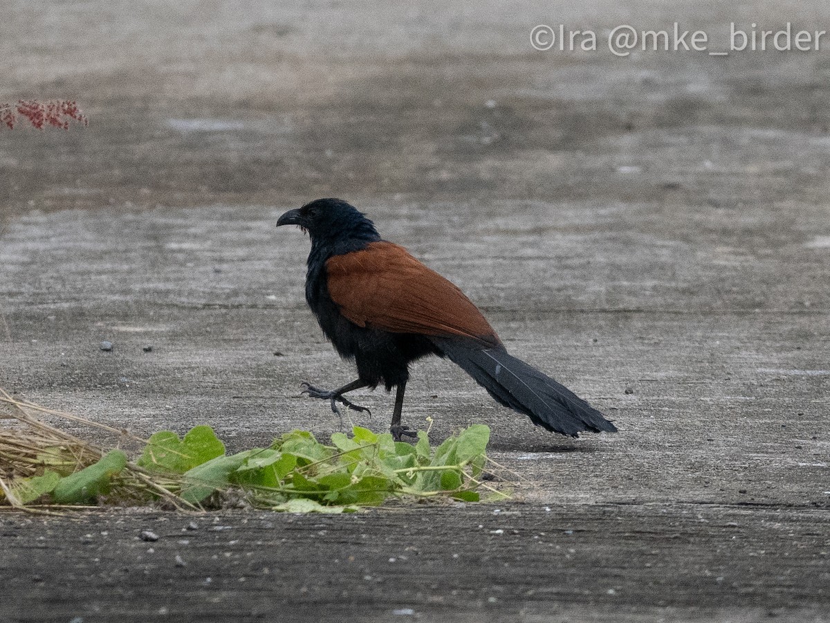 Greater Coucal (Greater) - ML616607777