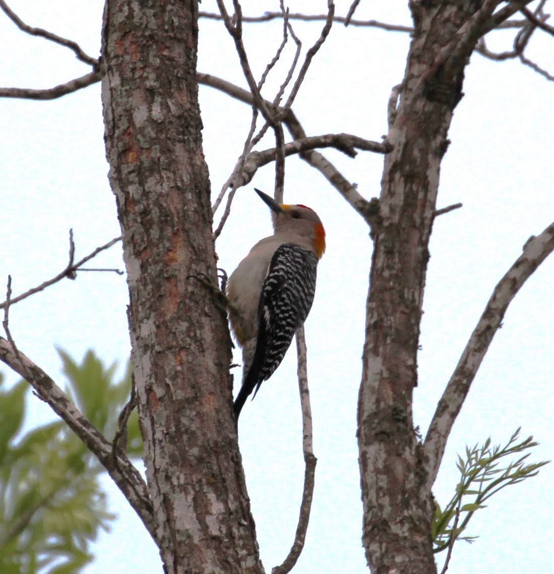 Golden-fronted Woodpecker - ML616607812