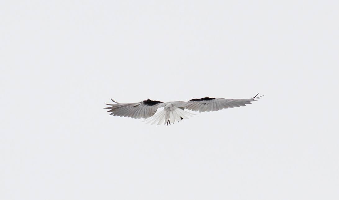 White-tailed Kite - ML616607870