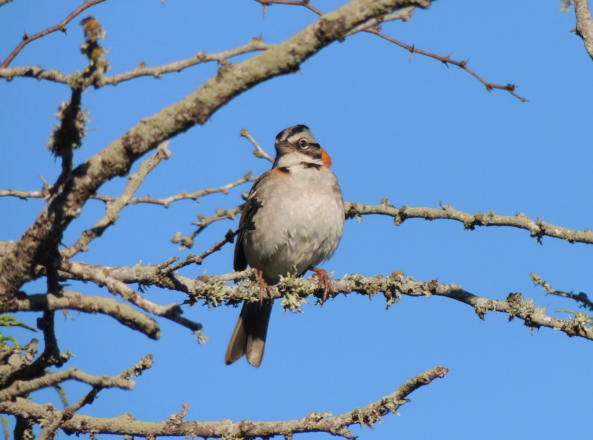 Rufous-collared Sparrow - ML616607886