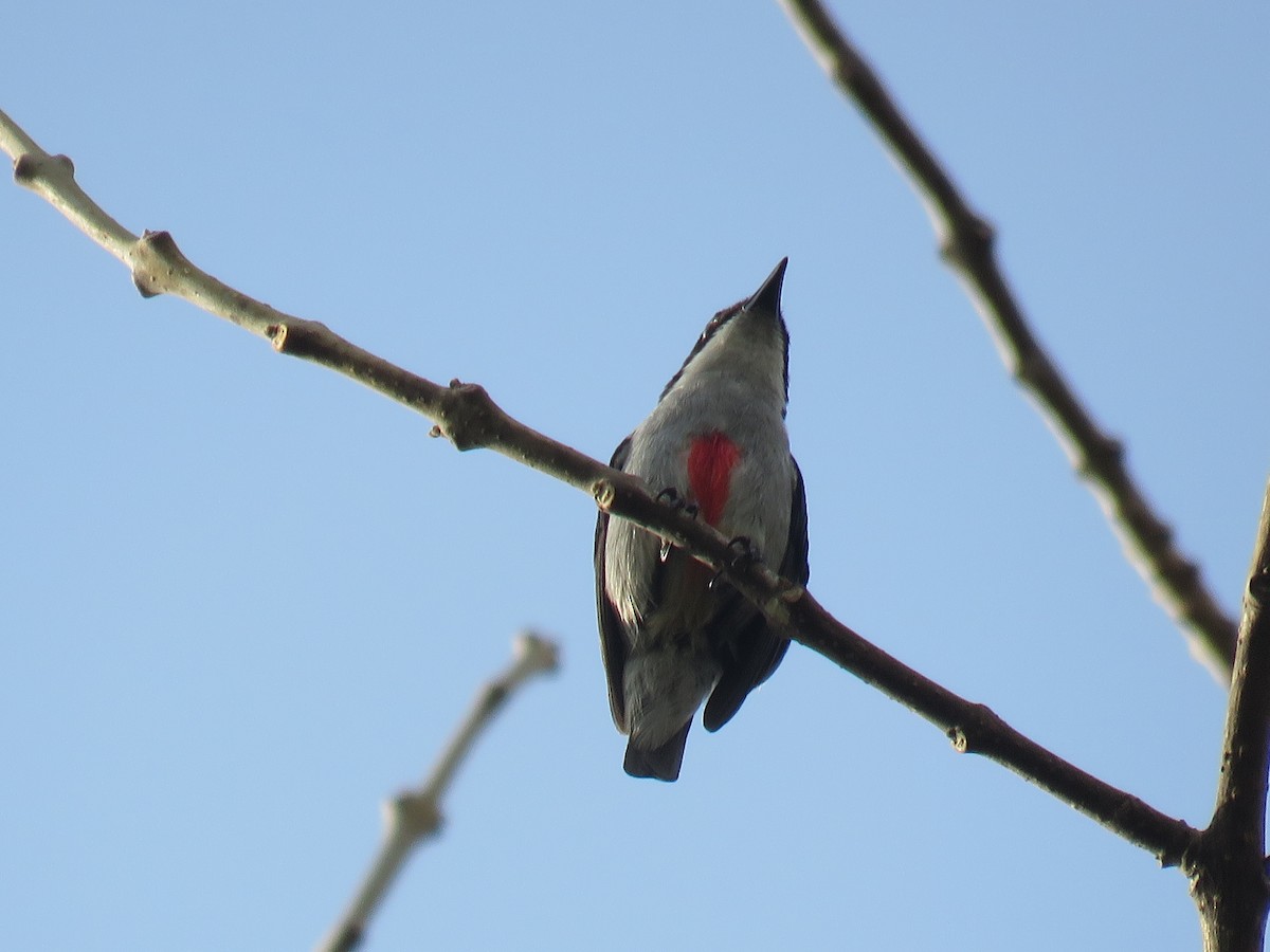 Red-keeled Flowerpecker - Rafa Leal