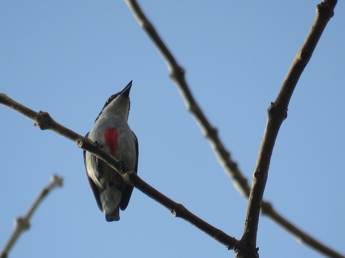 Red-keeled Flowerpecker - ML616608013