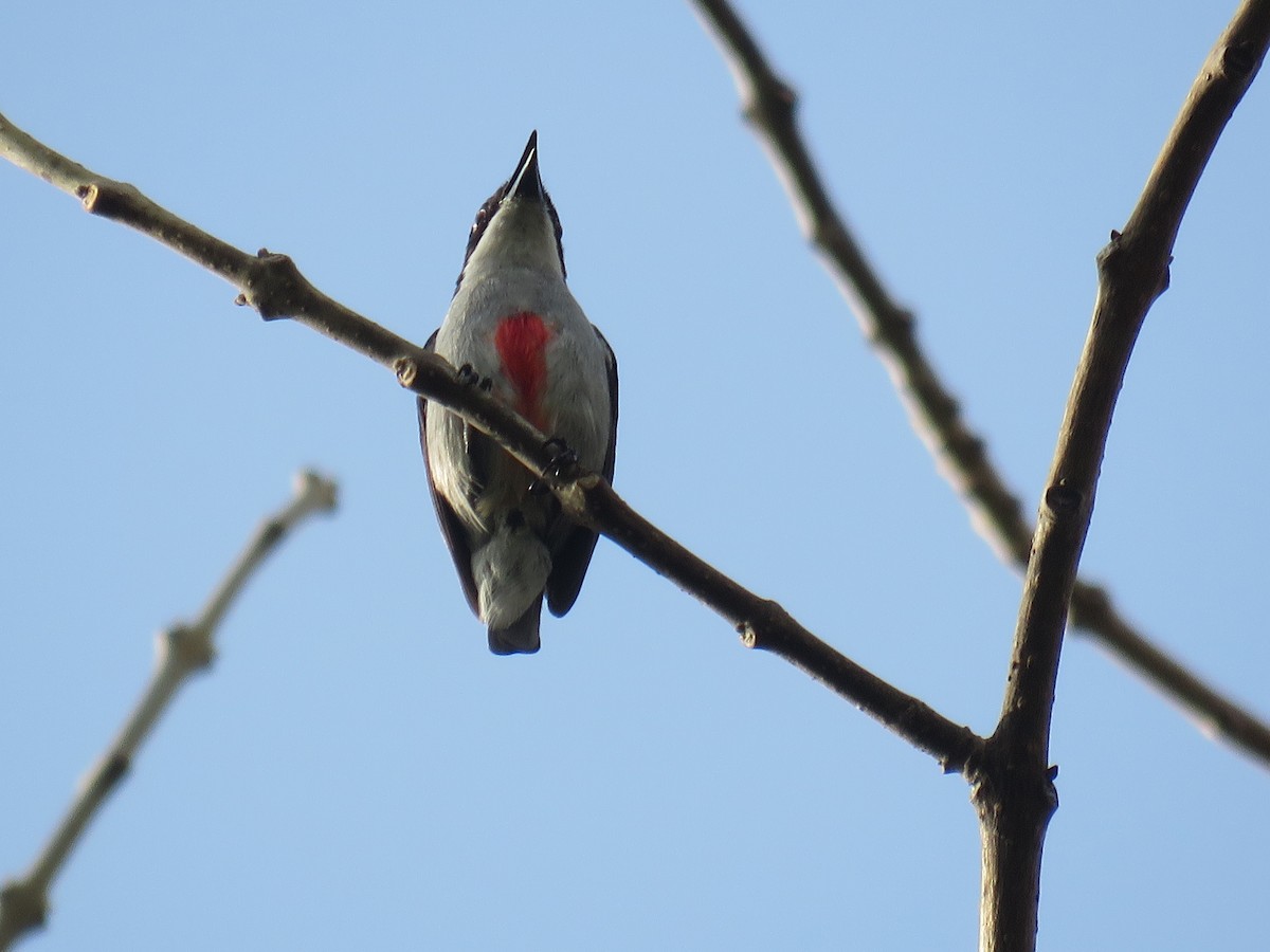 Red-keeled Flowerpecker - Rafa Leal