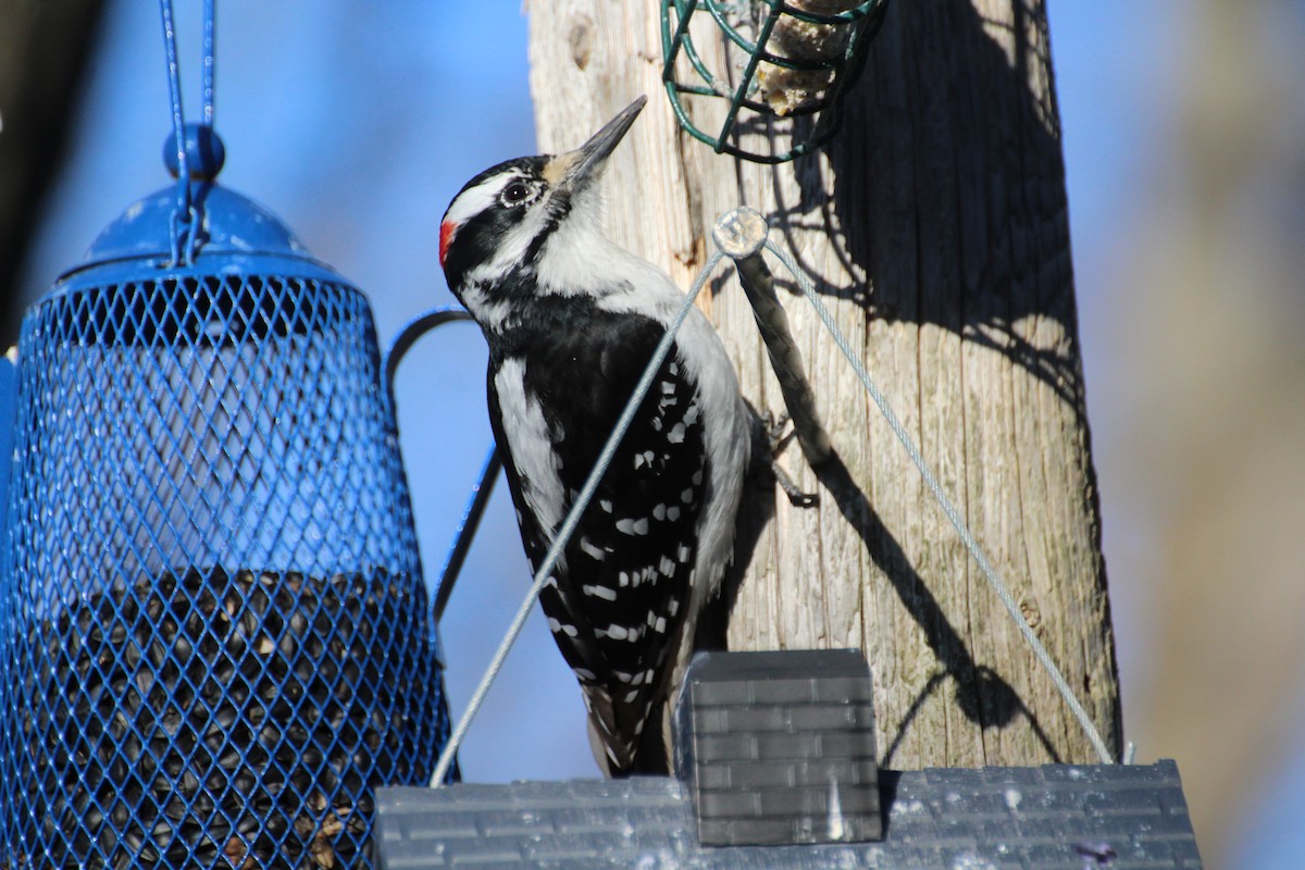 Hairy Woodpecker - Bob Tulloch