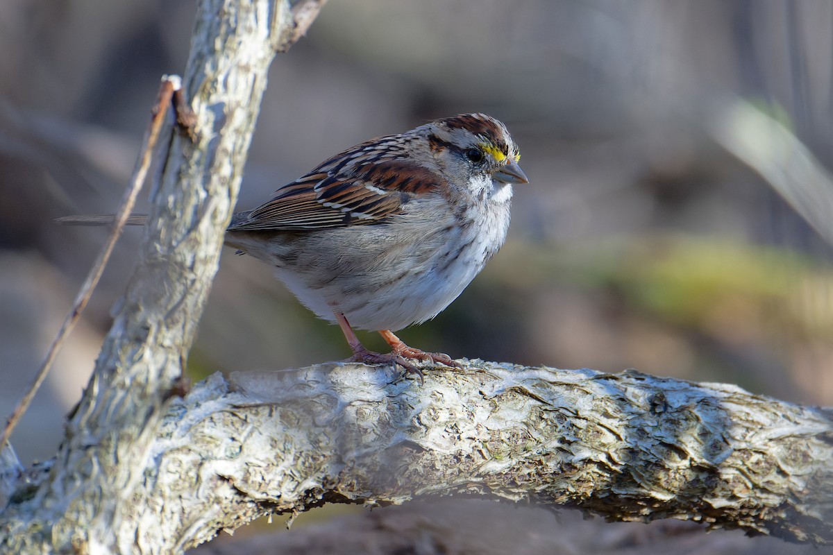White-throated Sparrow - ML616608052