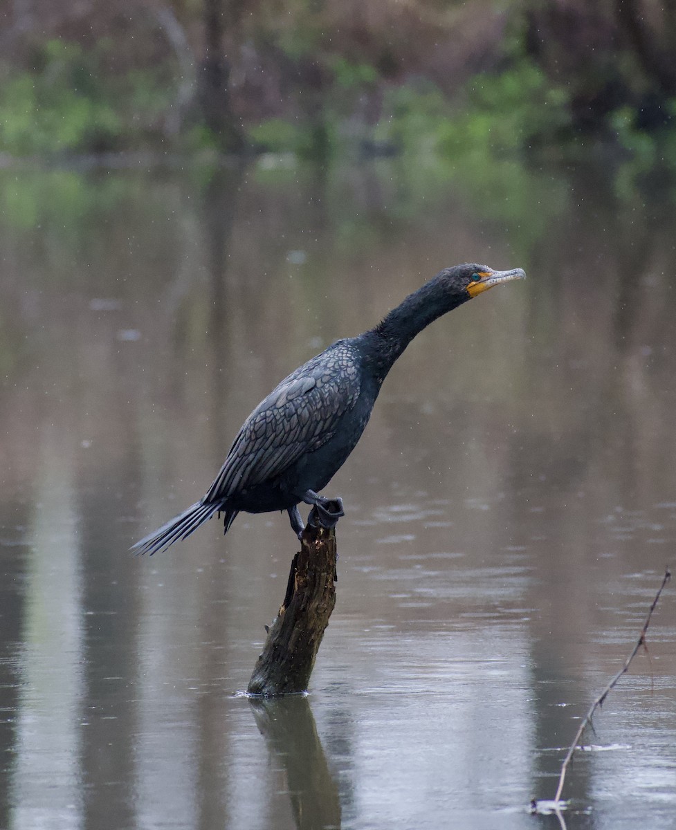 Double-crested Cormorant - Maddie McElfresh