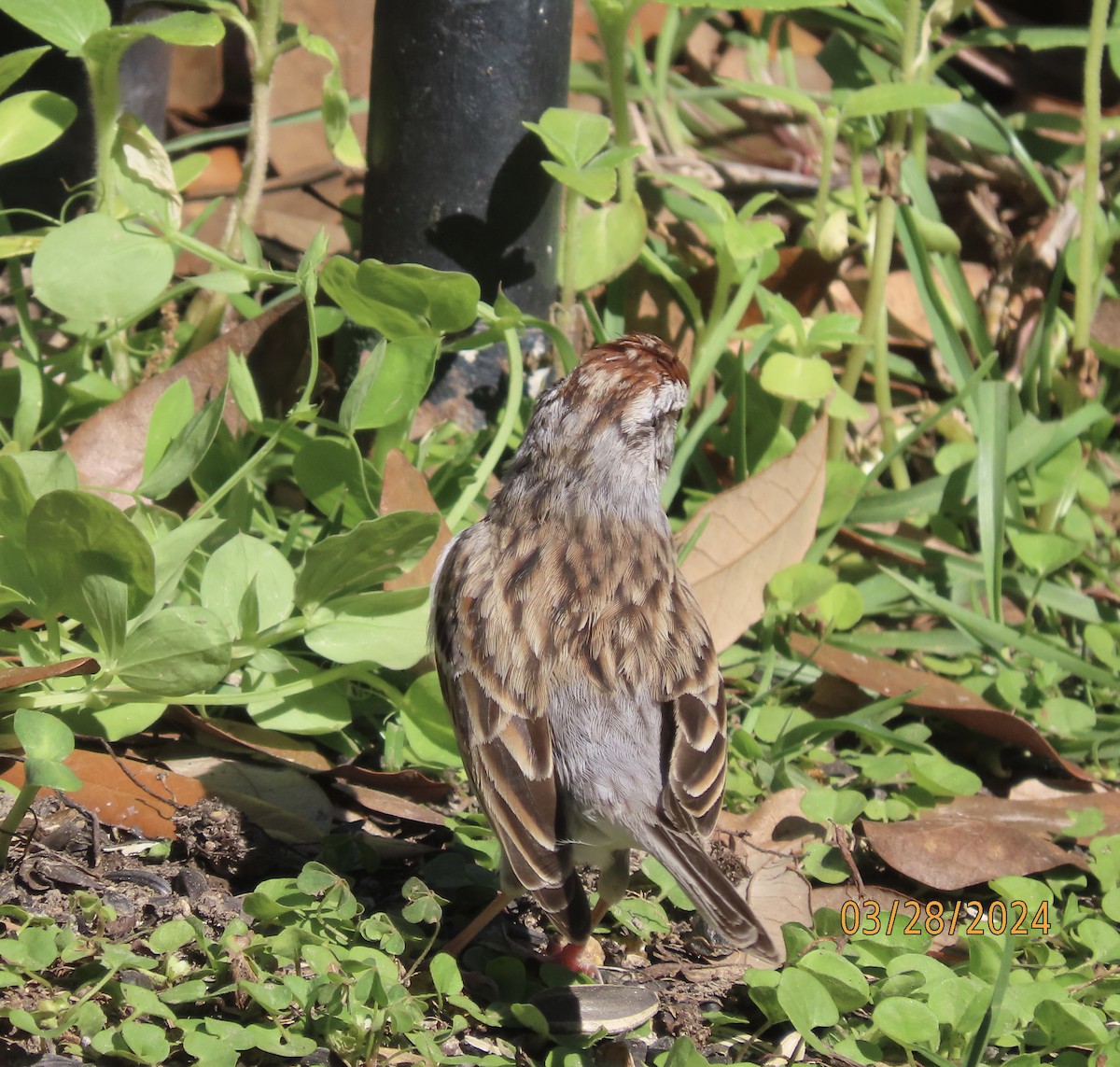 Chipping Sparrow - ML616608078