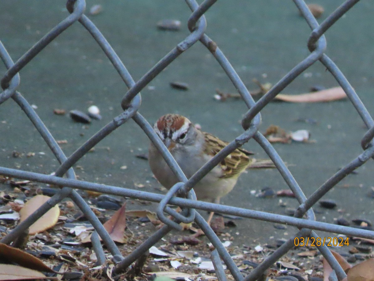 Chipping Sparrow - ML616608079