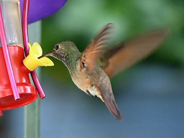kolibřík mexický - ML616608087