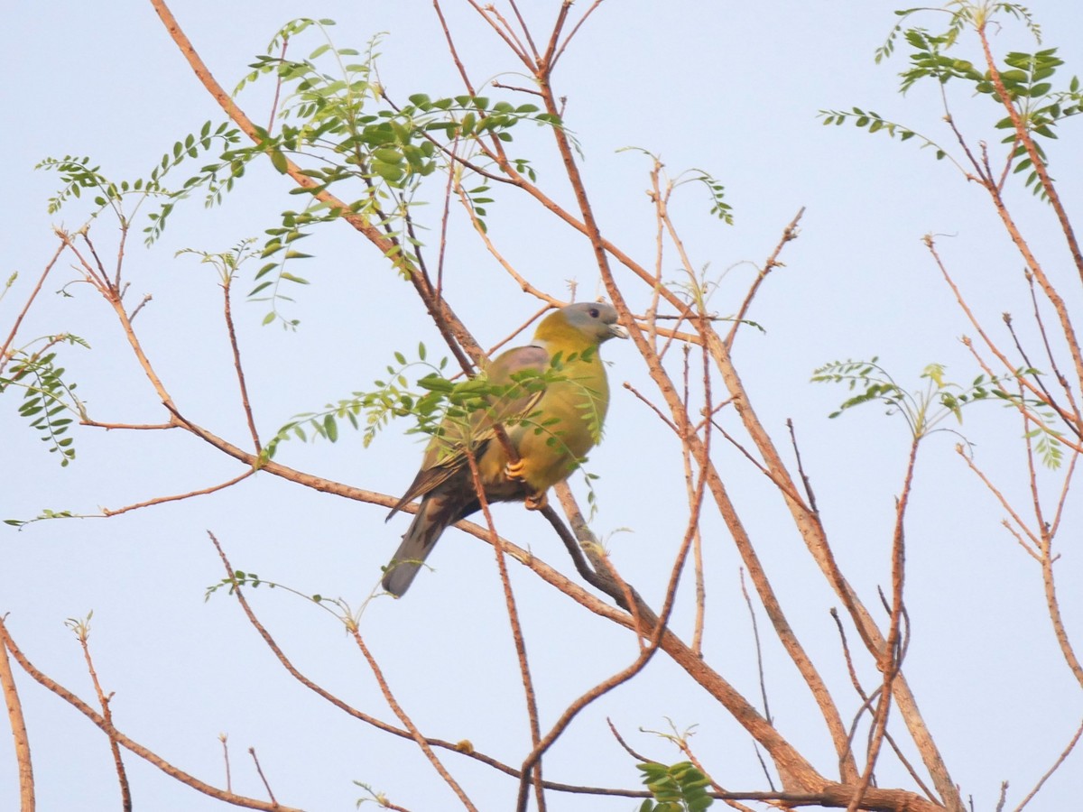 Yellow-footed Green-Pigeon - Brett Hartl