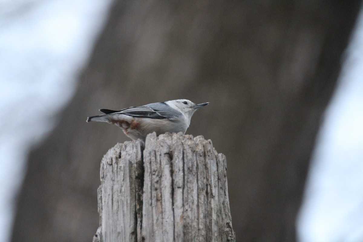 White-breasted Nuthatch - Bob Tulloch