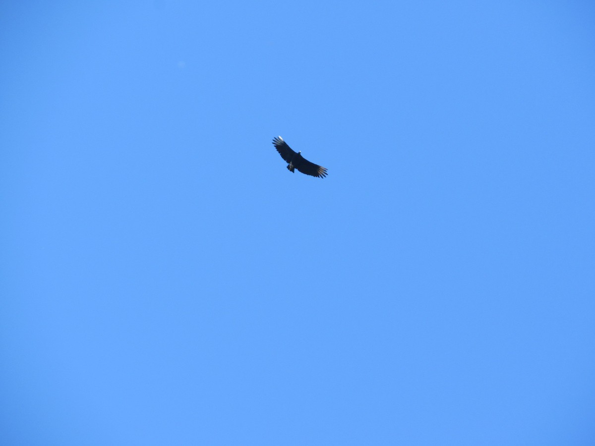 Black Vulture - ML616608130