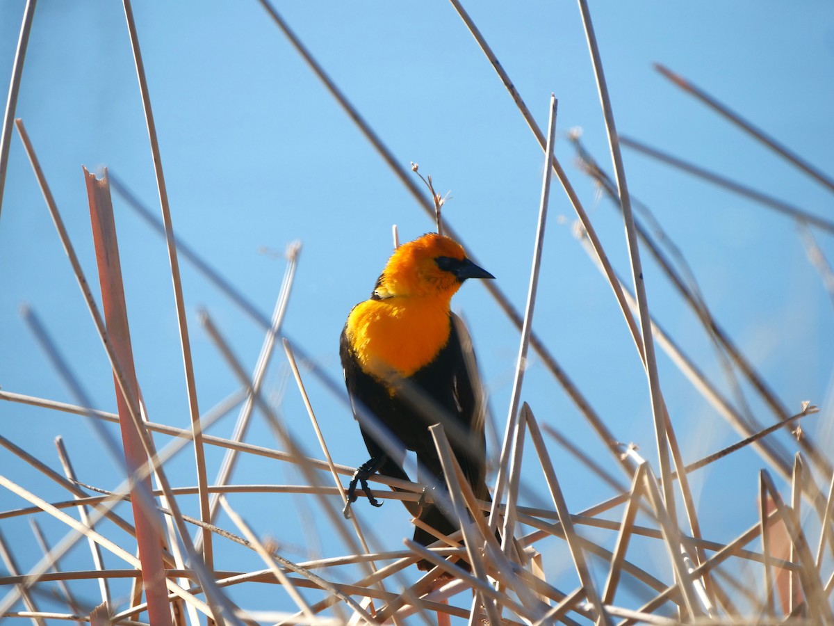 Yellow-headed Blackbird - ML616608149