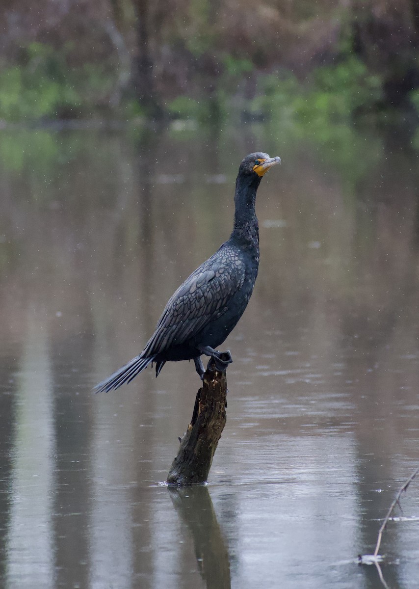 Double-crested Cormorant - Maddie McElfresh