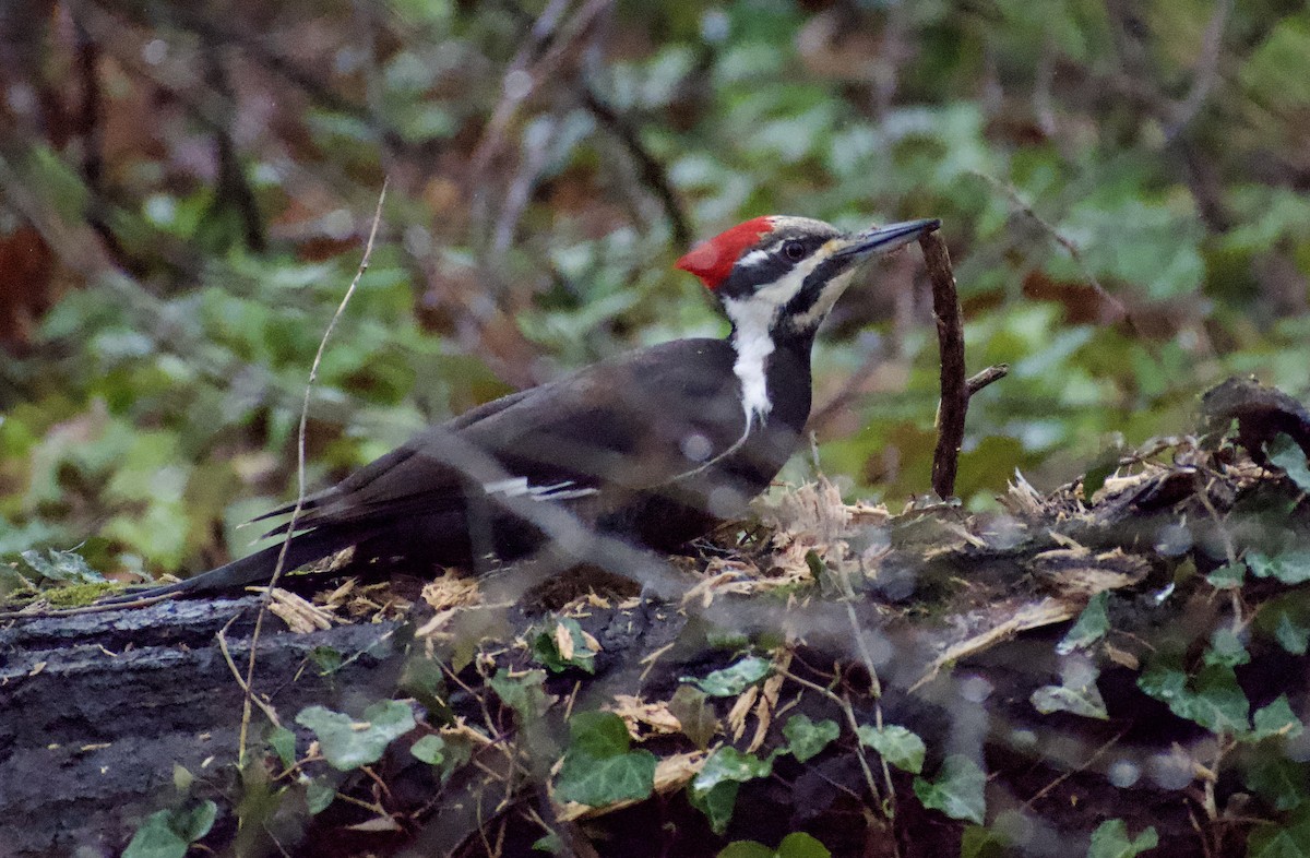 Pileated Woodpecker - ML616608167