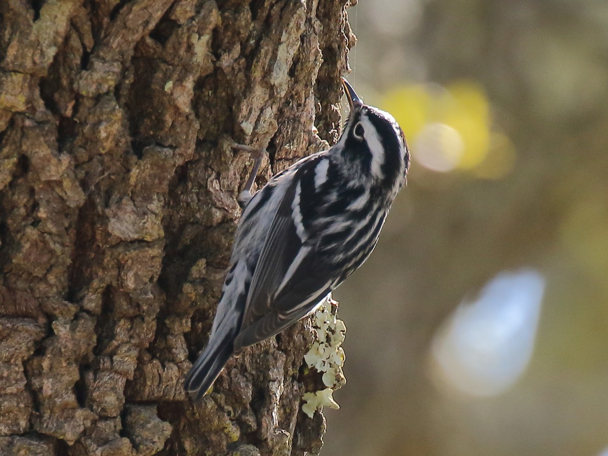 Black-and-white Warbler - ML616608185