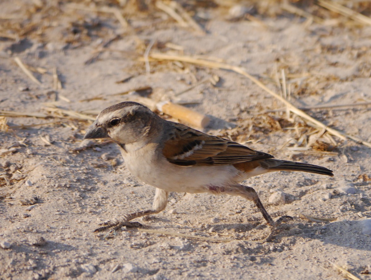 Yellow-throated Bush Sparrow - Brett Hartl
