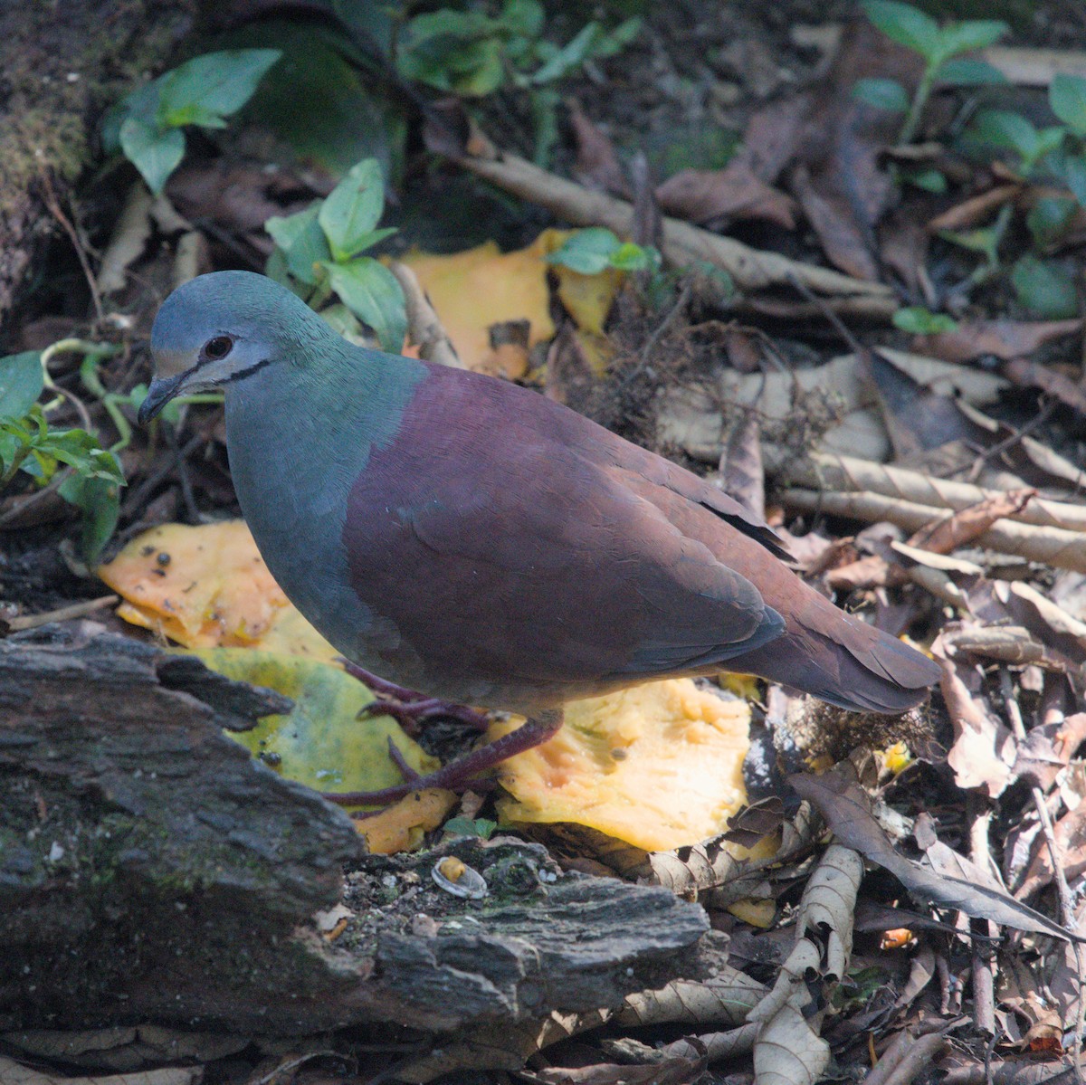 Buff-fronted Quail-Dove - ML616608223
