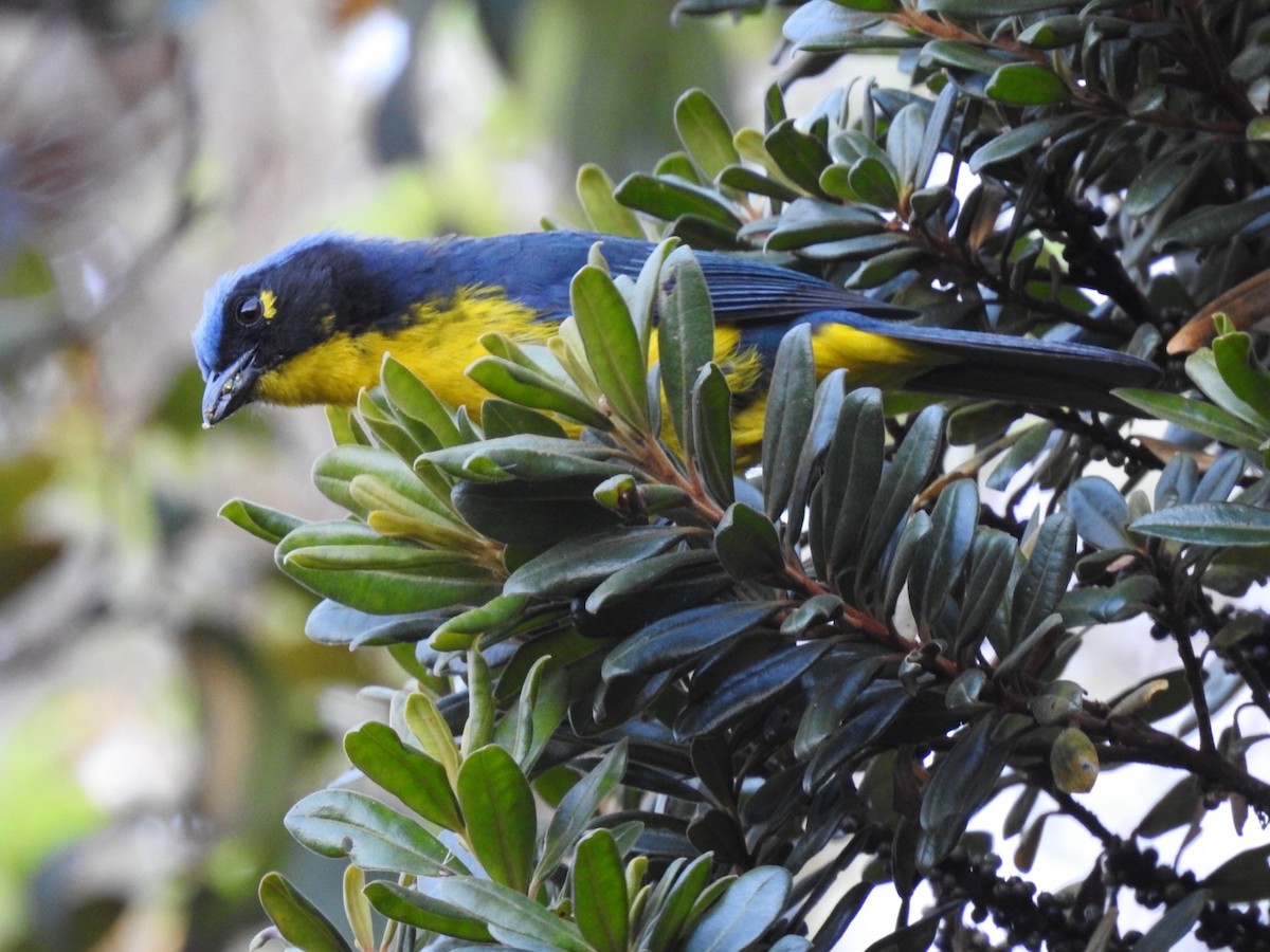 Black-cheeked Mountain Tanager - ML616608267