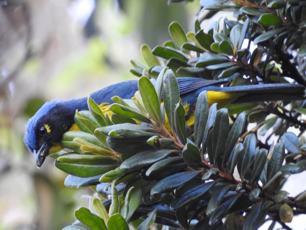 Black-cheeked Mountain Tanager - ML616608268