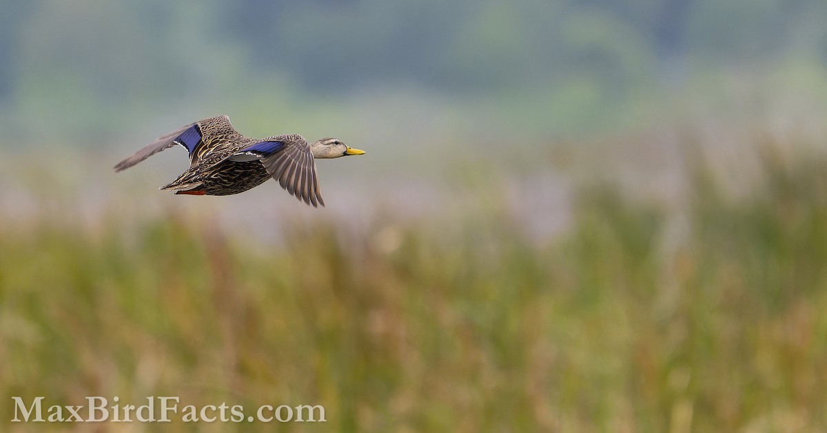 Mottled Duck (Florida) - Maxfield Weakley