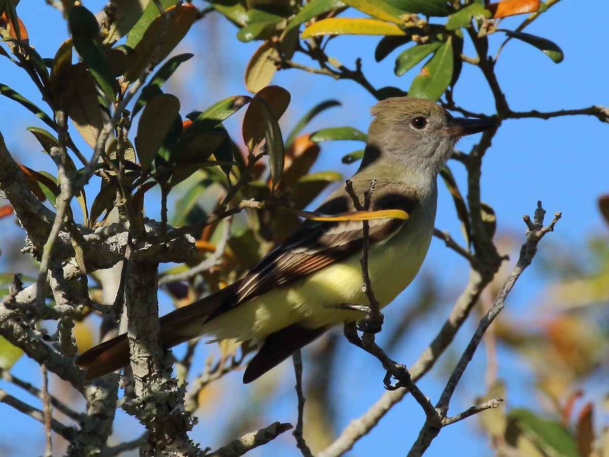 Great Crested Flycatcher - ML616608282